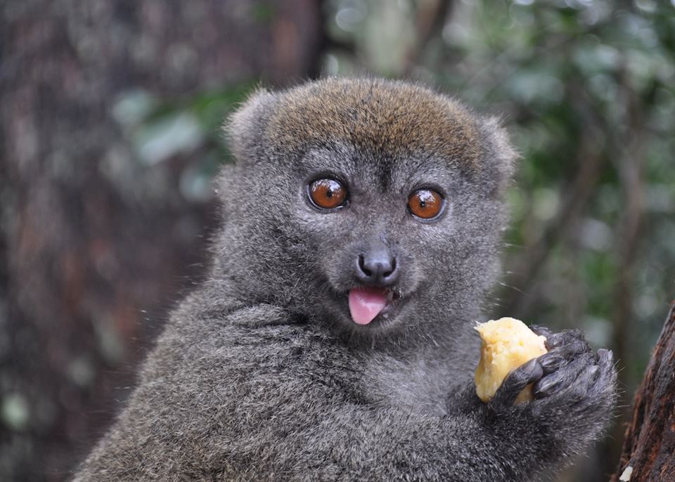 lemur bamboo island madagascar indri walk rainforest sifaka andasibe diademed visit brown escape national park audleytravel